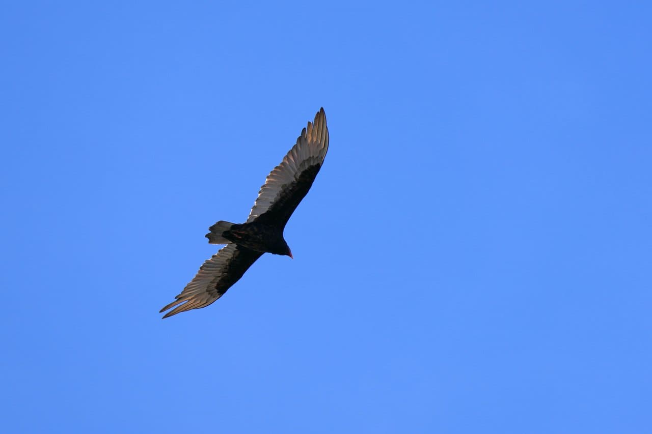 The Watchers Overhead