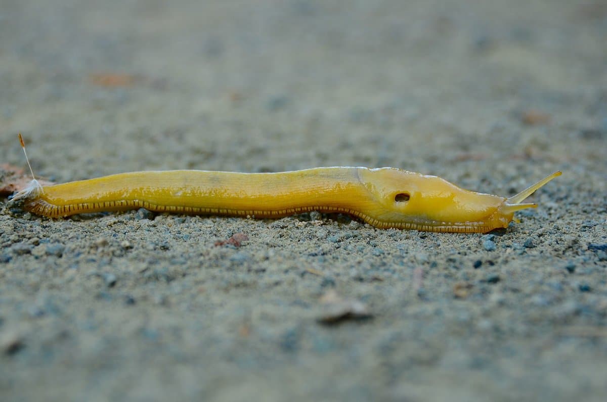 The Banana Slug