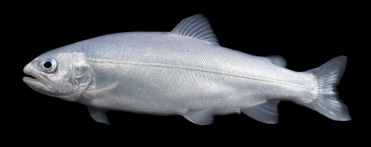 The Trout In One Lake