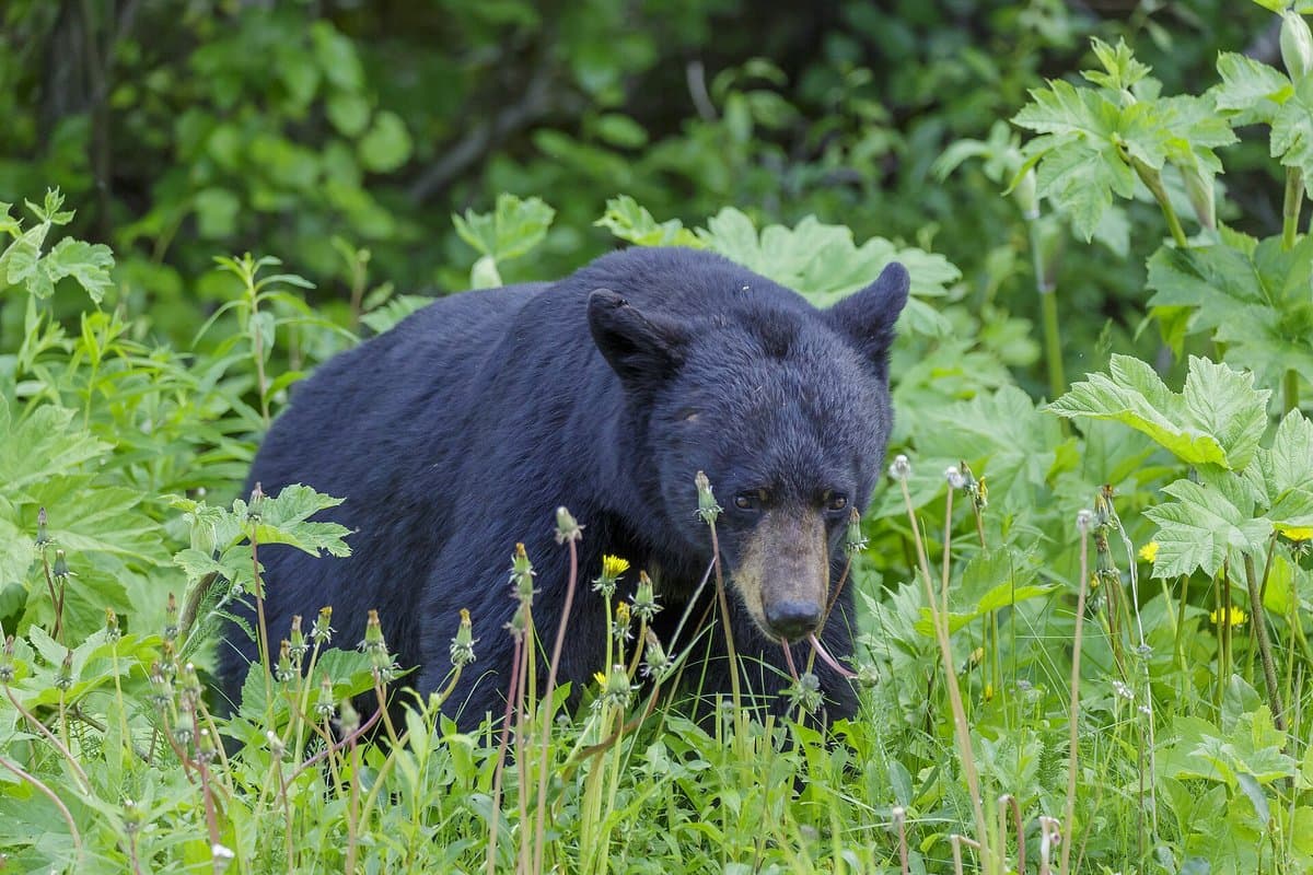 Black Bear Country
