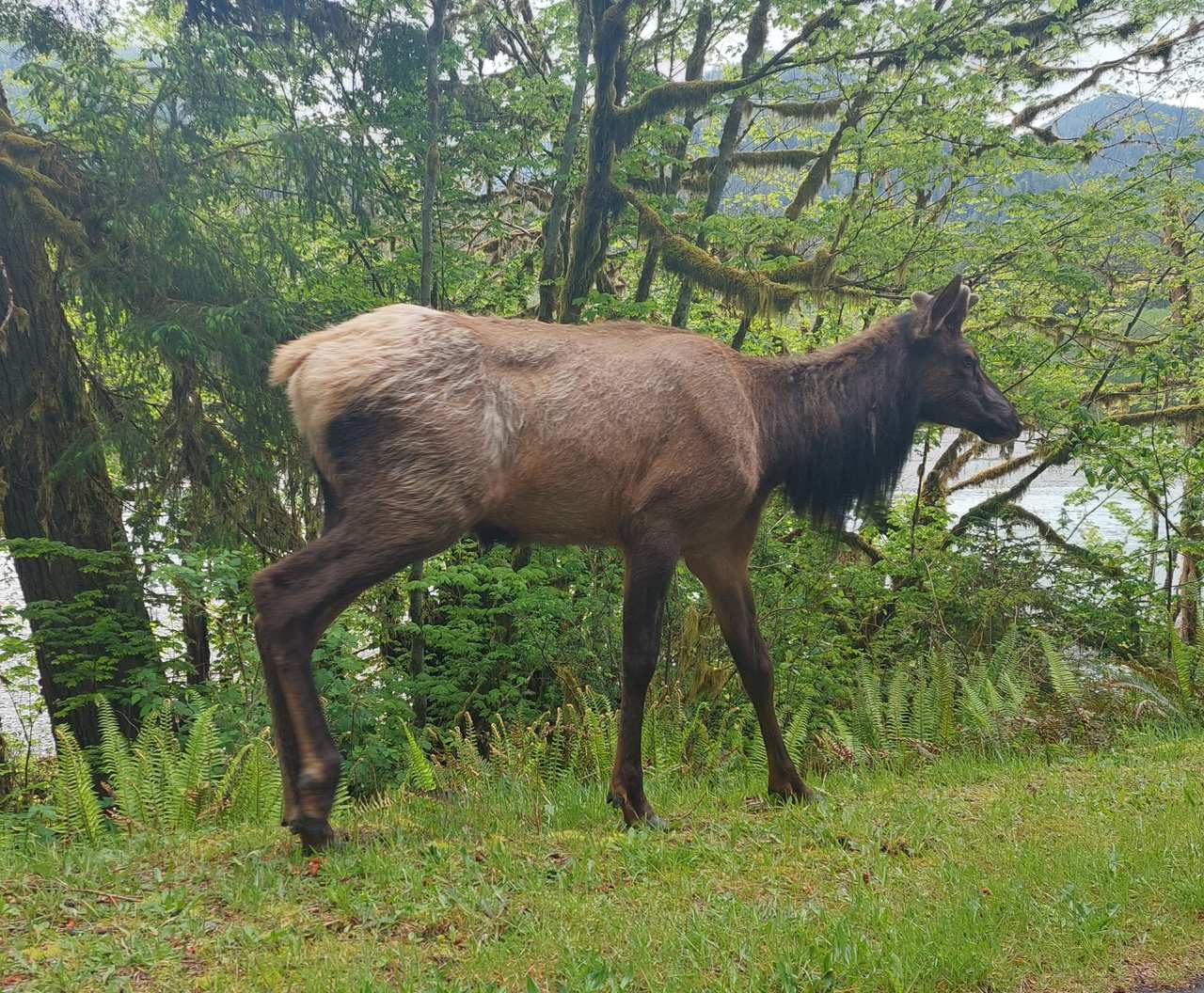 Roosevelt Elk — why this park exists