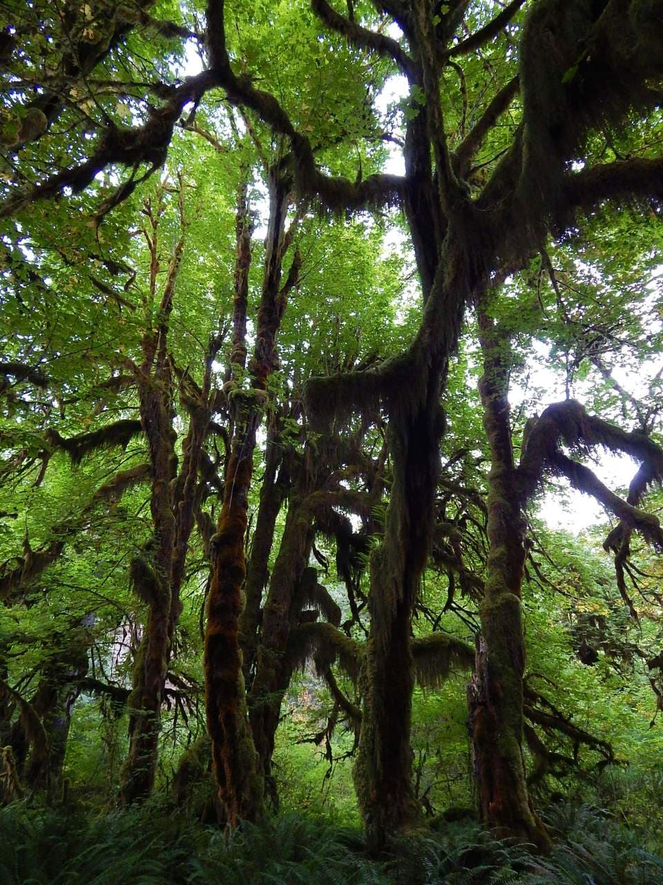 A Temperate Rainforest