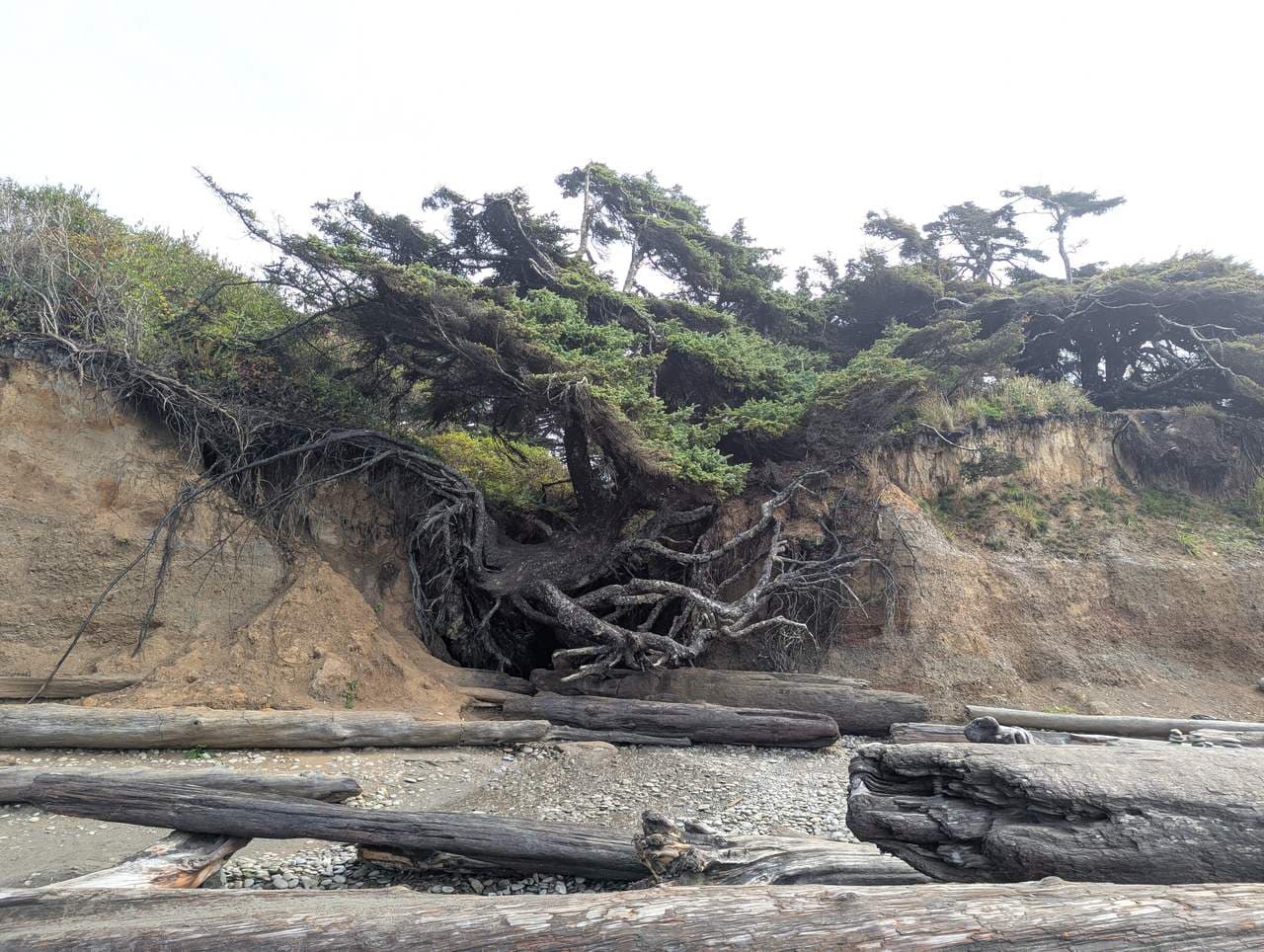The Tree of Life — the spruce that would not fall