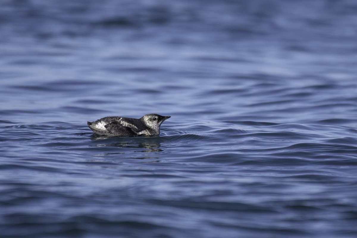 The Marbled Murrelet