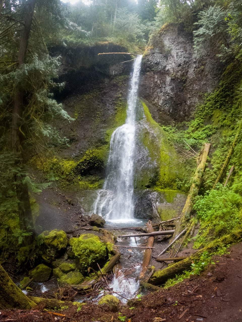 Marymere Falls — the easy walk into the old growth