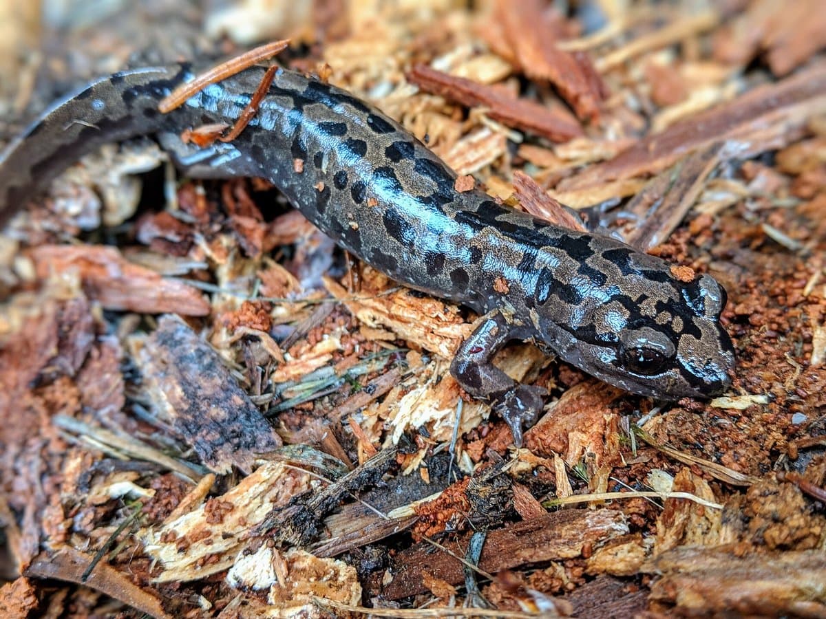 Salamanders And Newts