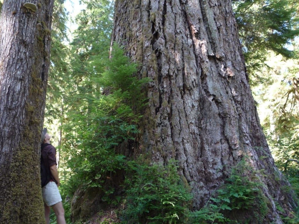 A Forest In Stories