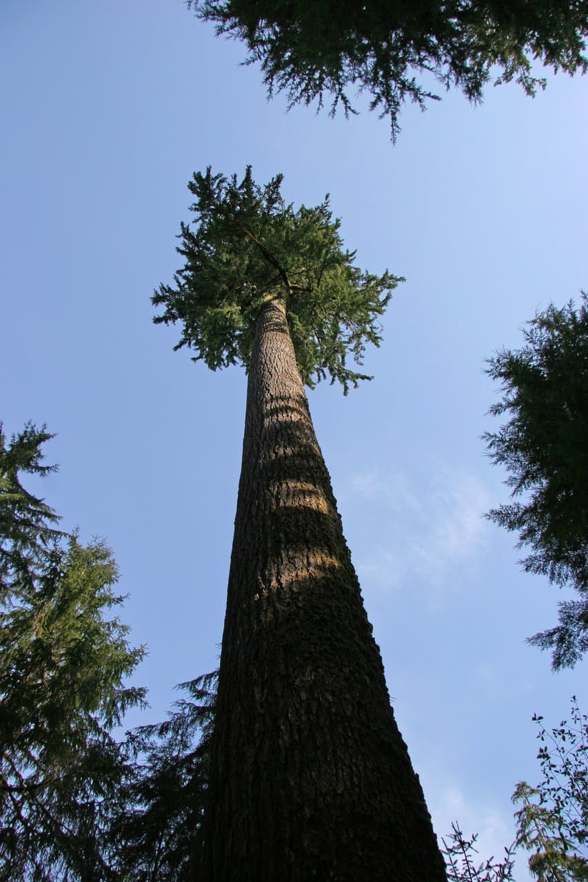 Big Spruce Trail — the trailhead